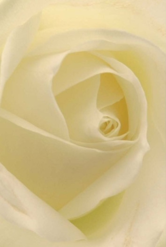 To behold this white rose up close is to witness a masterclass in layers and softness, a poetic echo of Surrey's refined countryside. Creamy white petals unfold in perfect succession, each one touched by a whisper of morning light-just as the sun gently brushes across Surrey's private lawns and open fields. The bloom glows with an interior luminosity, each curve and shadow delicately rendered to reveal the flower's intricate design. Florists in Surrey know the language of such a rose: it serves as a dignified offering for special apologies, a pure token of romantic devotion, or a statement of grace in ceremonial arrangements. The precisely spiraled heart of the rose suggests resilience and innocence, while the play of soft hues and tender shadows elevates its natural charm. Its imagined fragrance lingers as a promise of tranquility, clean and welcoming. This classic rose, lovingly arranged, reveals the artistry and local care that define every Surrey Florist bouquet-each petal a nod to the community's love of beauty and tasteful celebration.